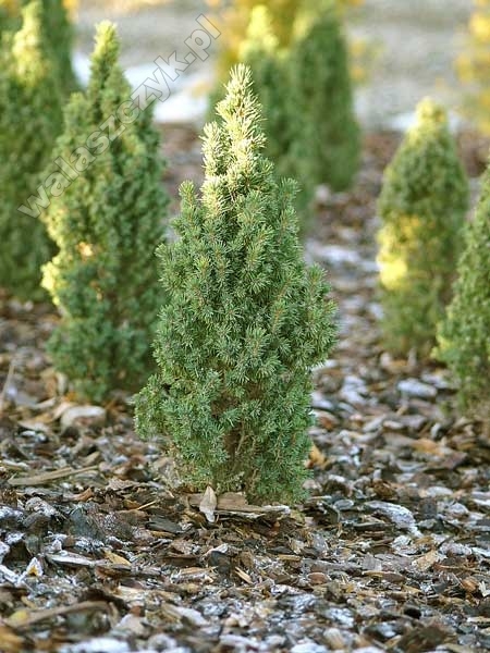 Picea glauca 'Conica Compacta'